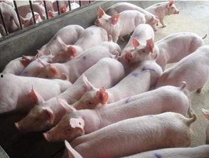 养猪哥网红,从网络红人到农业创新者的蜕变之路